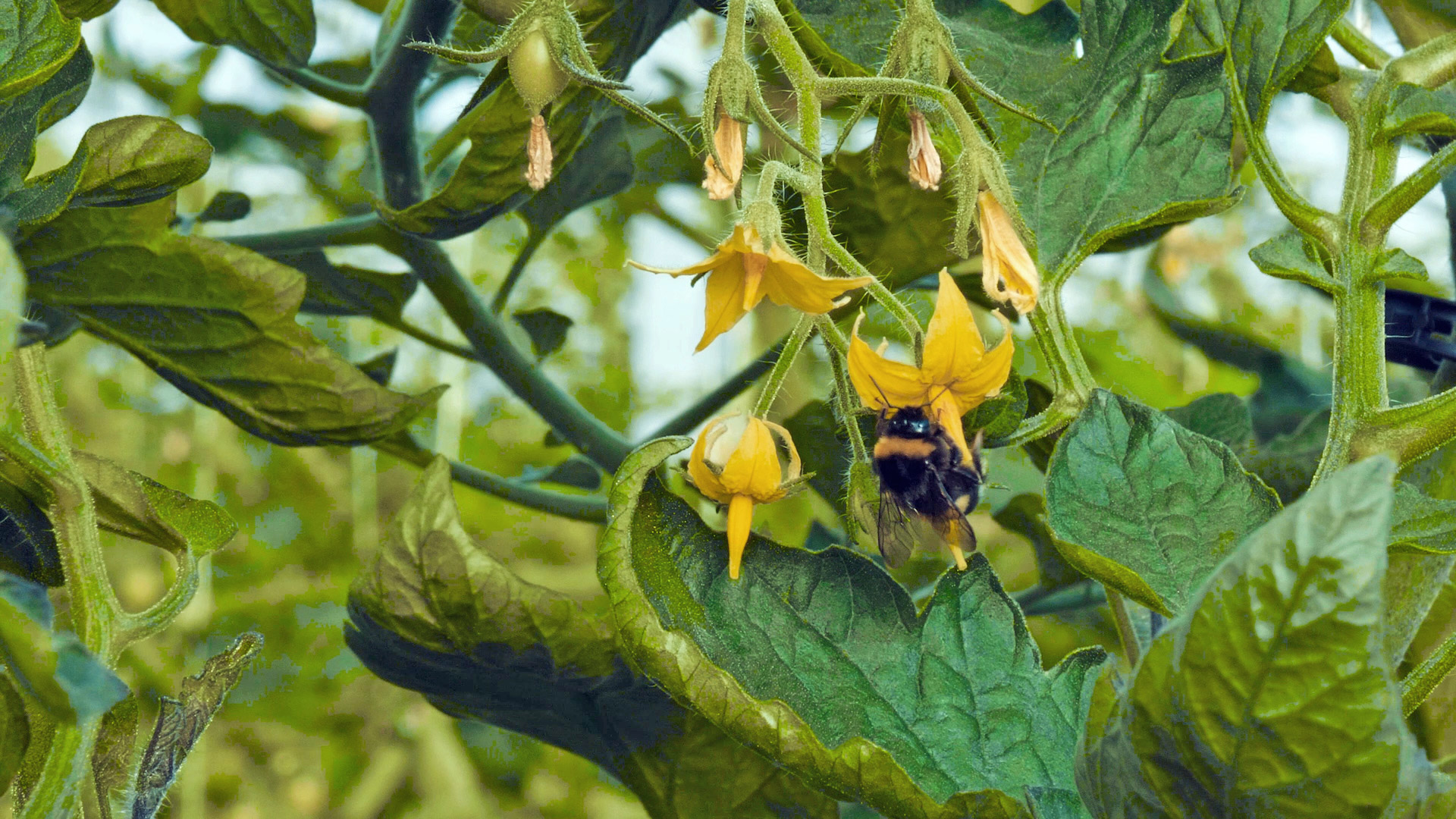 ape-su-fiore-di-pomodoro-giallo