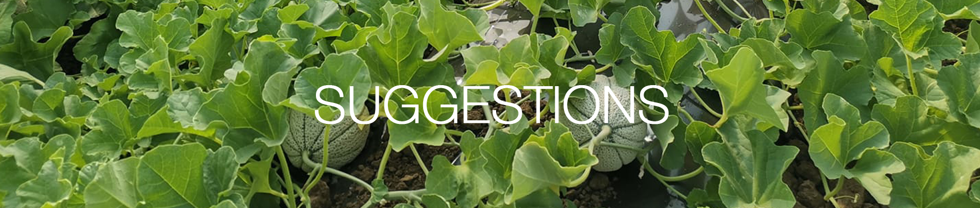 intestazione-suggestions-agroama-oranizzazione-produttori